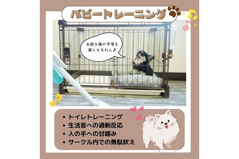 成約済の静岡県のトイプードル-372069の4枚目